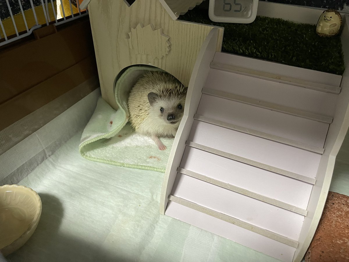 🦔「ゆでたまごさんのにおい...」