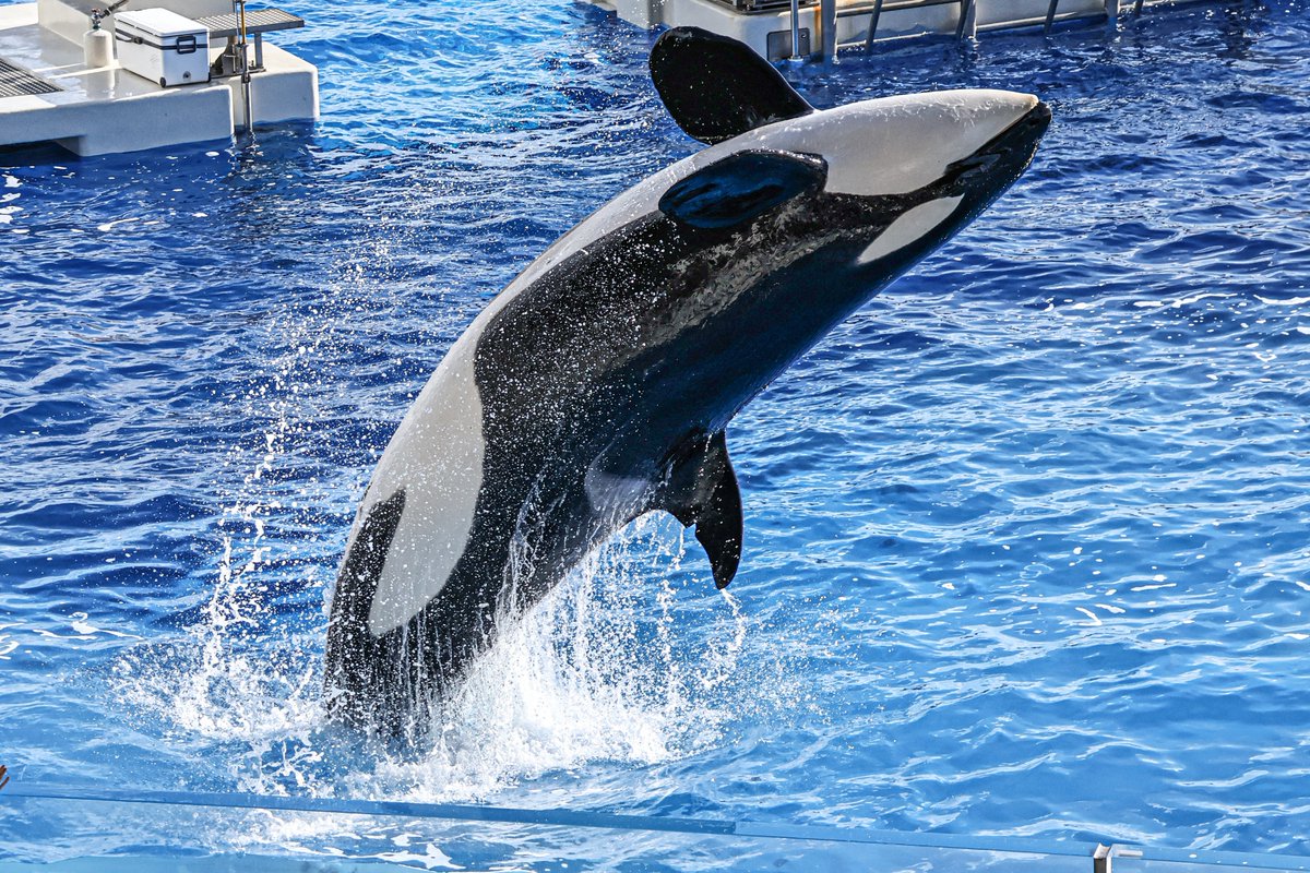 orca_hinata's tweet image. シャチの曲線美。