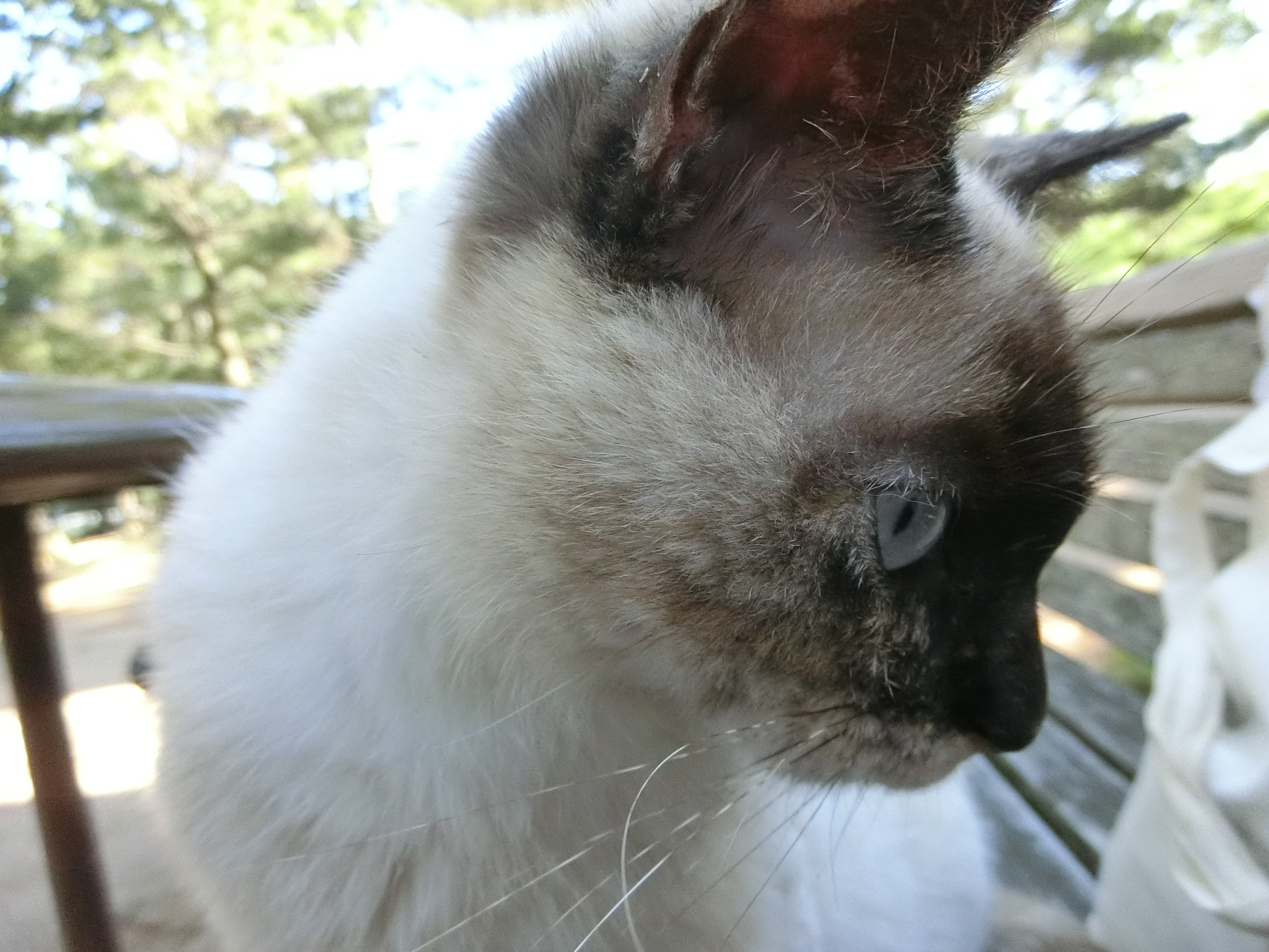 生活防災学くん(新道 誠治) #学術たん #野良猫 #防災士 on X