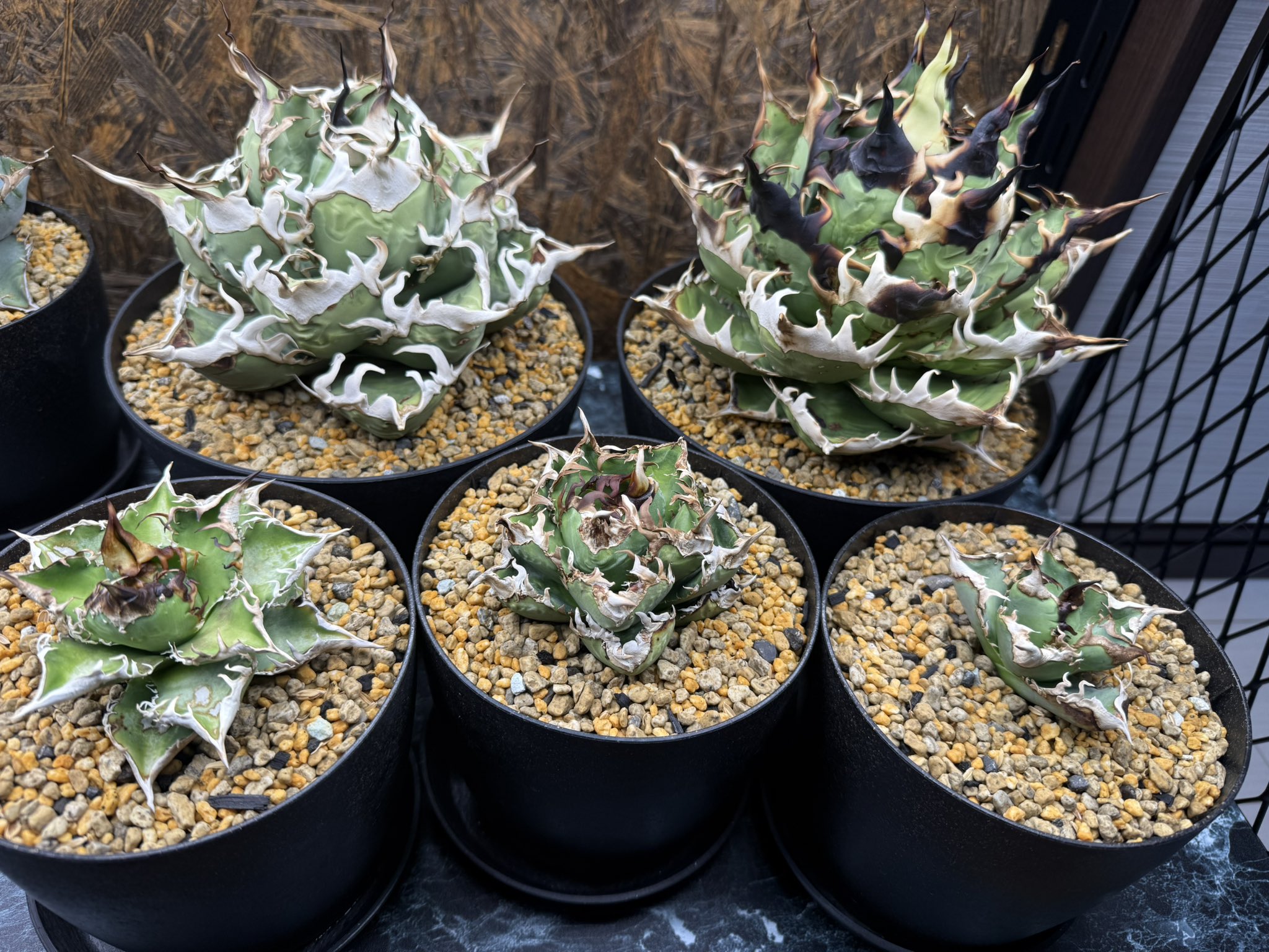 Kaiju Plant 怪獣ファン　2台 2025年最新】kaiju plant 怪獣ファンの人気アイテム - メルカリ