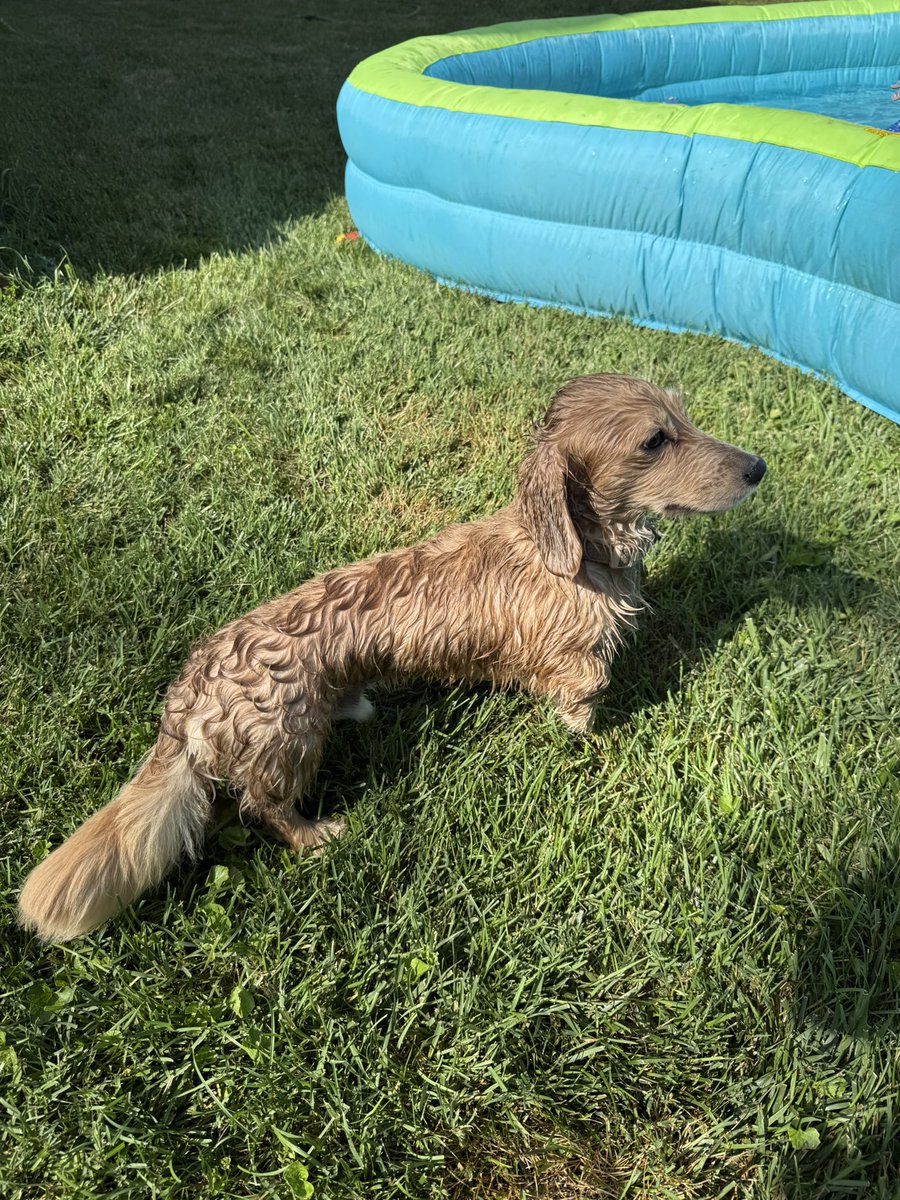 CameronMillz's tweet image. I’ve always sworn I would only have big dogs, specifically #GoldenRetrievers, but this little 12 inch, 12 pound #MiniatureDachshund has my heart. Jonah was a surprise gift to @SusanSMills & family two Christmases ago. Other than his stubbornness he’s amazing.