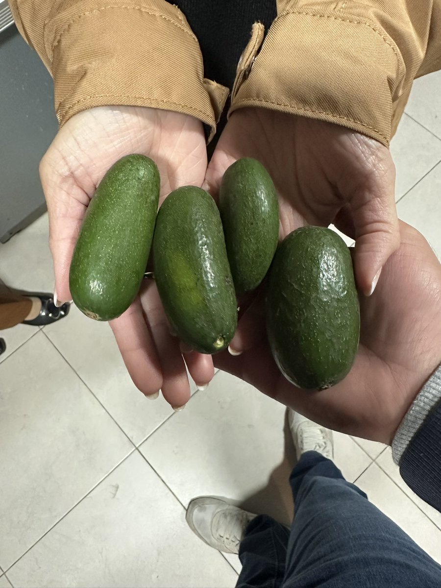 Today I came across two “curiosities”, purple corn 🌽 and seedless avocados 🥑.