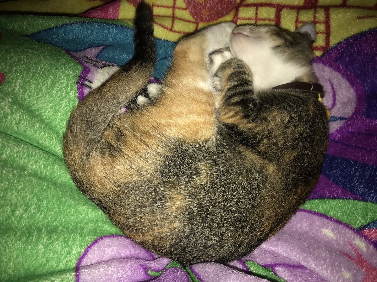 tumben bgt kismis mau tidur dipangku