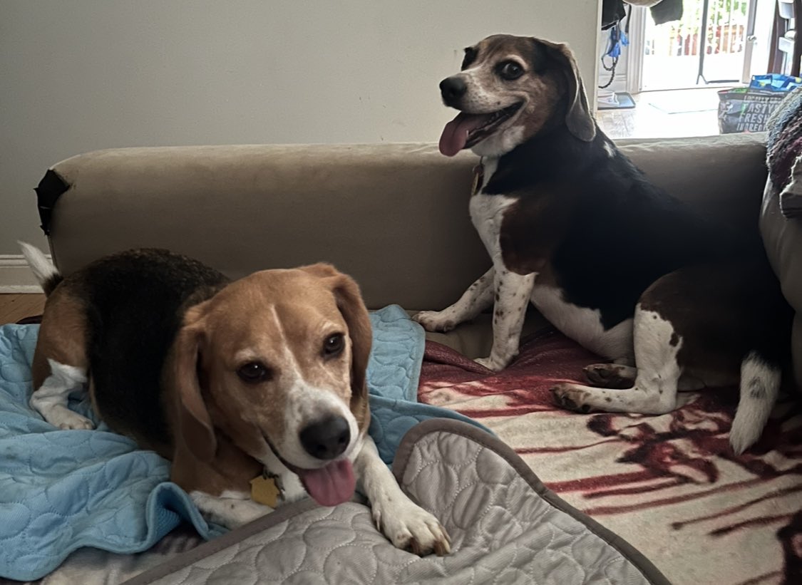 CoachRobynR's tweet image. It’s a #DoubleTOT #TongueOutTuesday with Bagel The Beagle & Little Gordon Beagle! 👅🥯🐶🐶👁️👅 #TOT #beagle #beagles #beaglesoftwitter #dog #dogs #dogsoftwitter #PAPups #DogsOfPA #DogsOfPennsylvania #PABeagles #houndsoftwitter #DogCommunity #CoopTroop