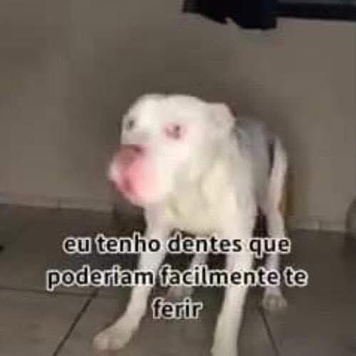 cachorrocore's tweet image. 