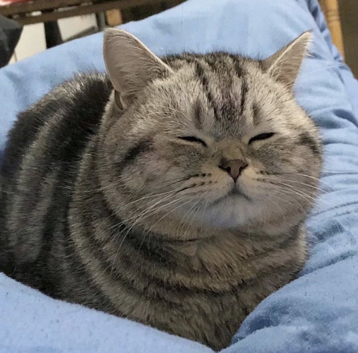 激かわ動物 tweet media