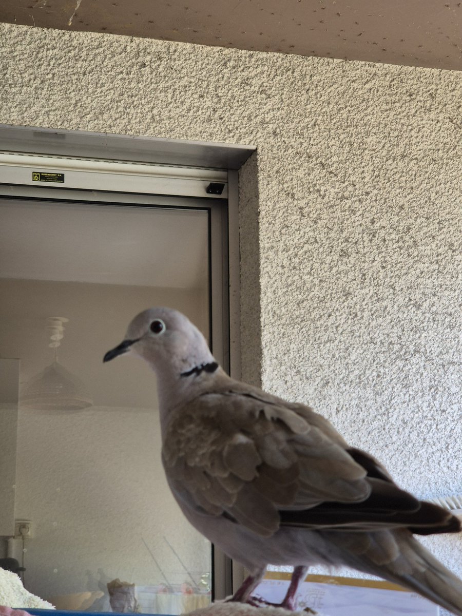 claudebenard's tweet image. The bird
It’s the Lady
She looking at me thinking:
Hey, when are going to give me some good food?
It’s always the Lady who do that.
She is curious, one of the best quality skill, even with animals
In the océans It’s also like this, some animals are curious 🦭🐬🐋
😊🌎🌊🌀
