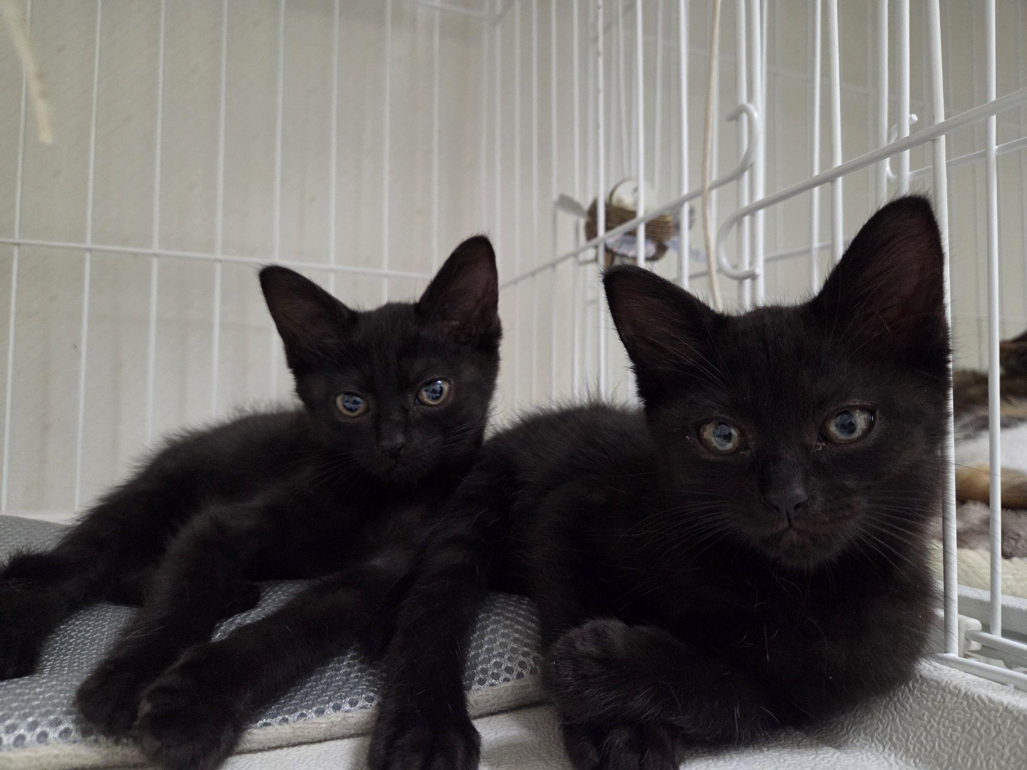 黒猫 2 くまはうす on X: 