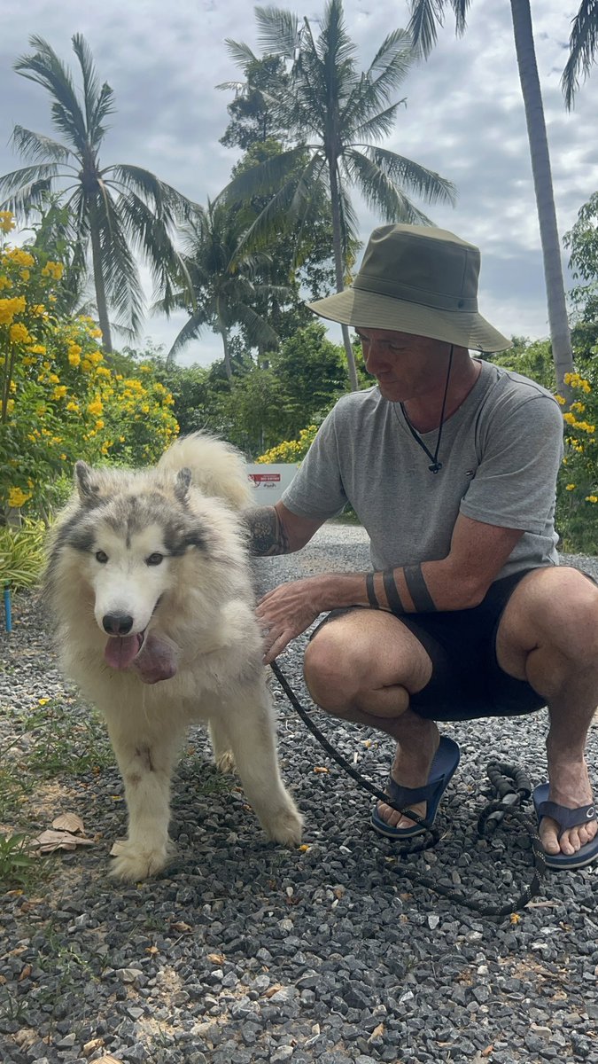 3 weeks ago we got asked to help with a husky who had a tumor on it’s neck.

I could never have predicted how well it would turn out and what he looks like now… (1/8) 🧵