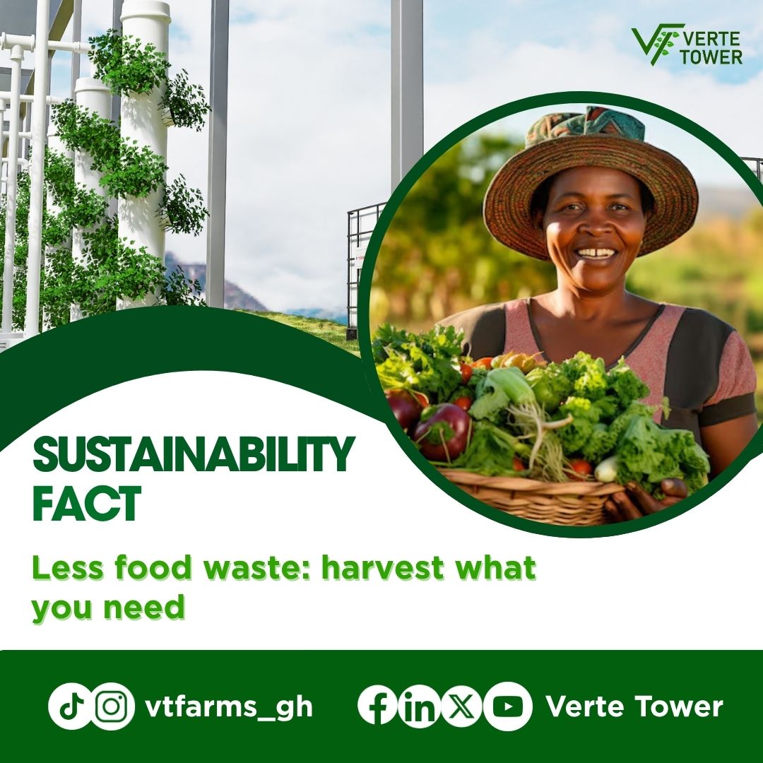 vtfarms_gh's tweet photo. Pick what you need, when you need it. Hydroponics lets us grow crisp, vibrant greens year-round while reducing food waste. Experience the future of fresh food with smart harvesting for a better planet.

#LessWaste #FreshDaily #VerteTower #Hydroponics https://t.co/JMiCgdJbRV