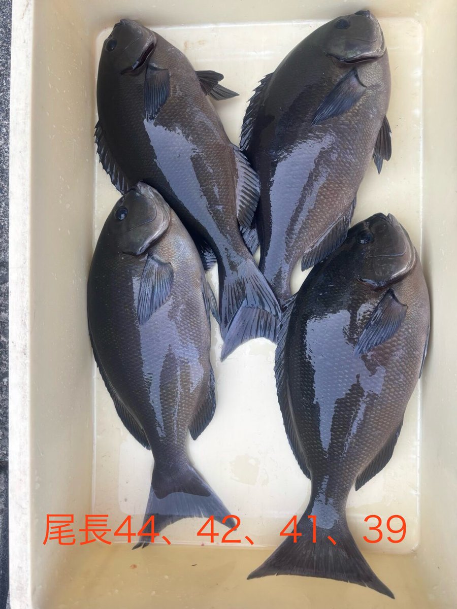megina50's tweet image. 【信仰と釣りと、海がくれた奇跡】
爆風の神子元島。
餌取りすらいない中、昼までに39cm尾長1枚。
「今日は終わりかも…」と思ったラスト30分、まさかの40オーバー3連発‼️
最後の1投は44cm尾長‼️
サメが徘徊する中で──
信じて投げた一投が、信仰の勝利になった。
#磯釣り #信仰と感謝 #グレ