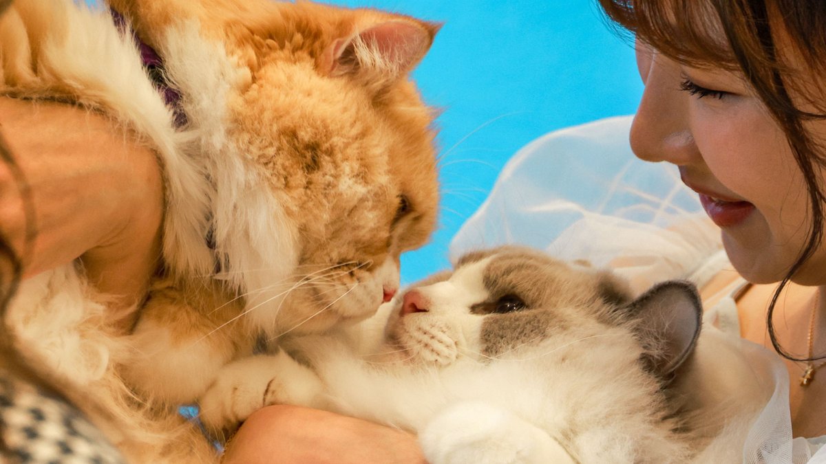 The pet industry of Hong Kong SAR of China is set to scale new heights as the number of pet owners continues to grow. The statistics portal Statista estimated that the number of household pets in Hong Kong had grown from 1.14 million in 2018 to 1.19 million in 2023. A report from