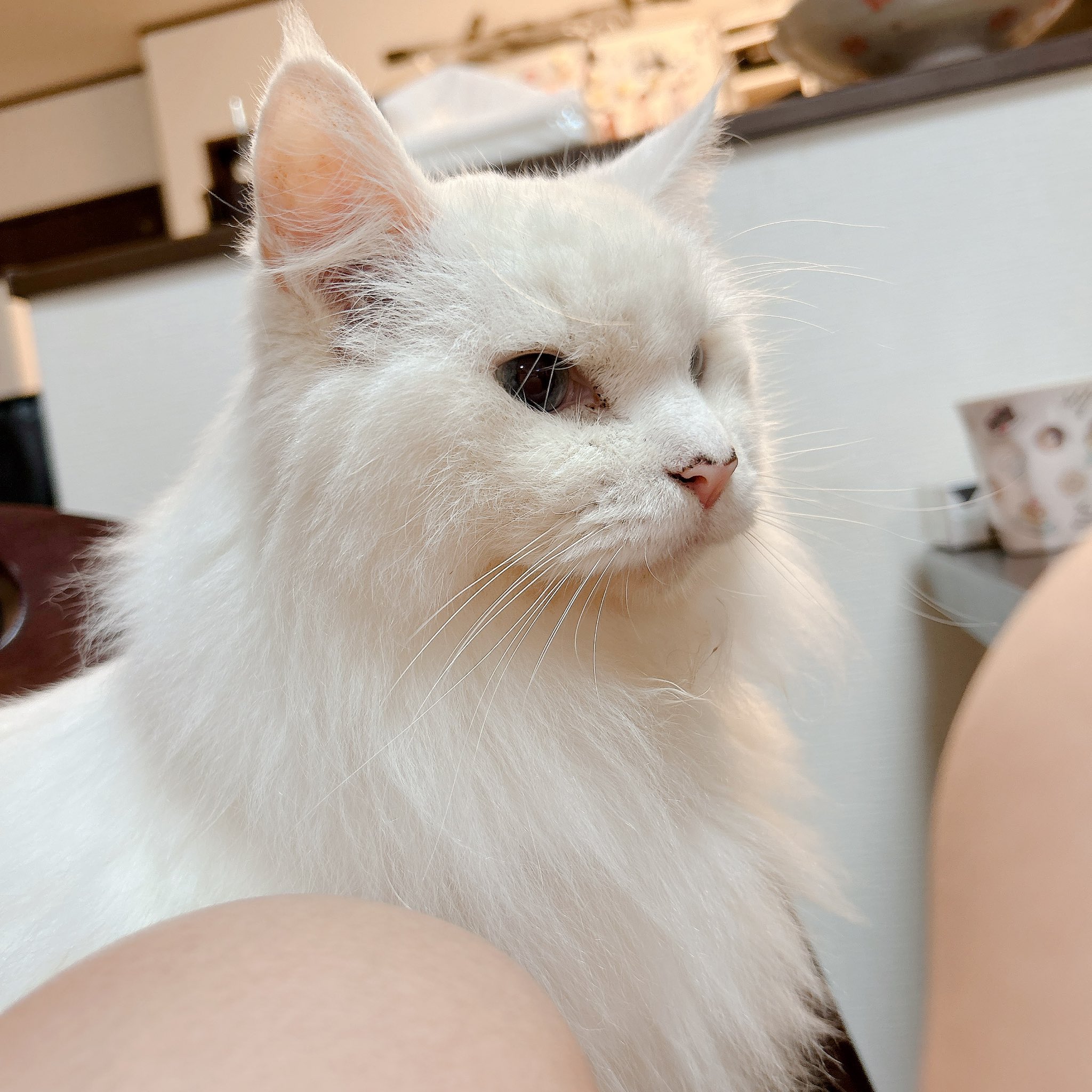 ねこまる^._.^即購入OK まる:うまよし🍙まる on X: 