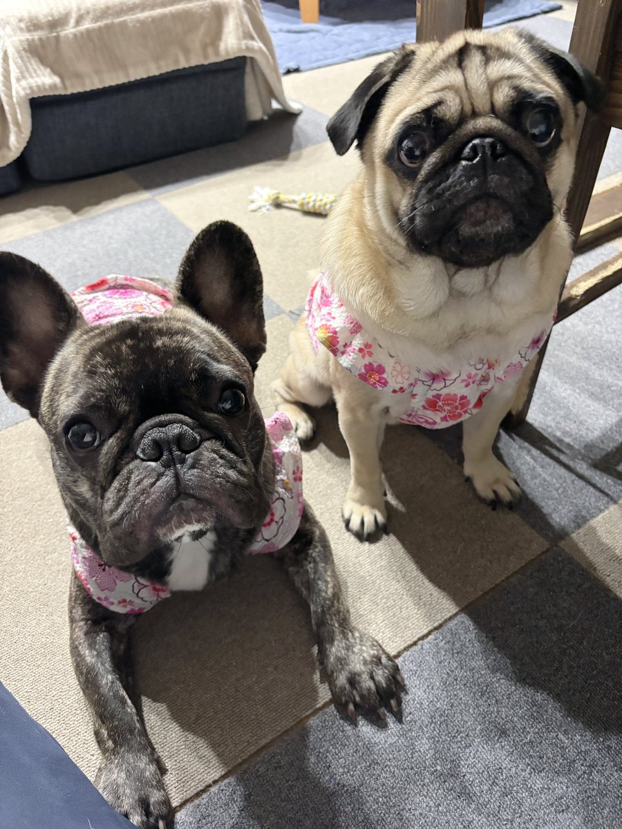 chachamaru_pug's tweet image. 無言の圧…

#pug #パグ #フレブル