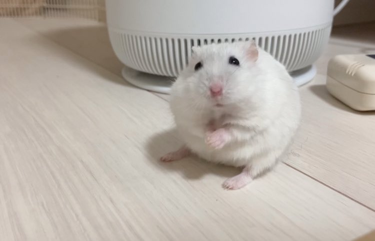 缶のスパークリングワイン9%もあるとは知らずかなり良い気分に🤦🏻‍♀️🍷
🐻‍❄️ボクのでばんでちか？（ｽｯ…）
※ハムスターは酒豪