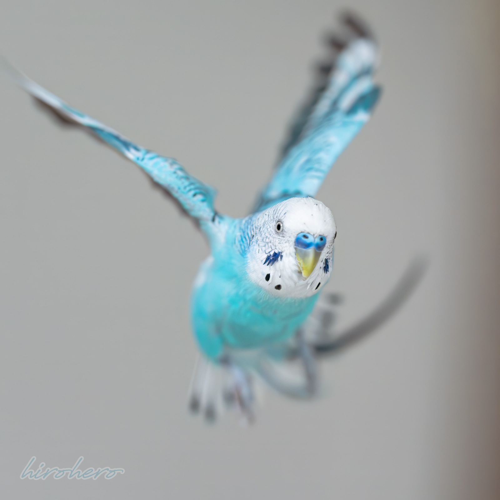 hiro　　アネモネ、信長、インコ hirohero on X: 