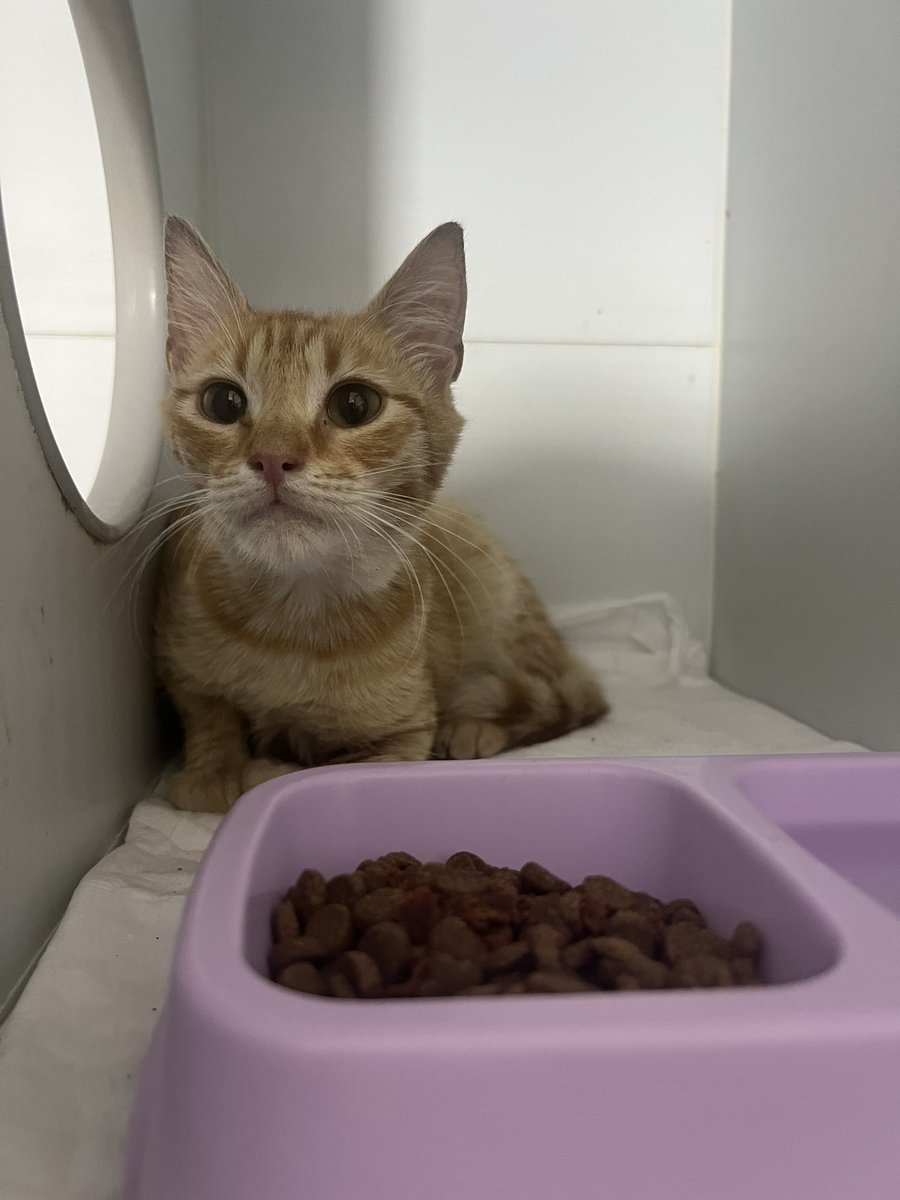 GÜNCELLEME 🌸

Görmeye gittim, nefes almakta hala güçlük çekiyor. İkinci antibiyotik dozunu alacak. Veteriner hekim ablası ile ismini Leyla koyduk. Leyla 4 aylık dişi bir sarman ve tedavi bitiminde İstanbul içi gidebileceği bir yuvaya ihtiyacı var. 🙌🏻