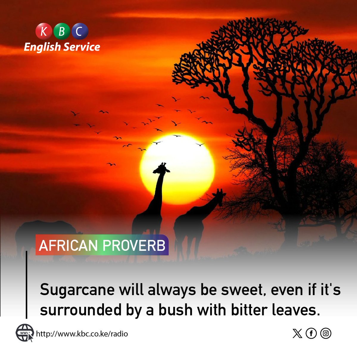 Today's Proverb;
Sugarcane will always be sweet, even if it's surrounded by a bush with bitter leaves.

#KBCEnglishService
^PMN
