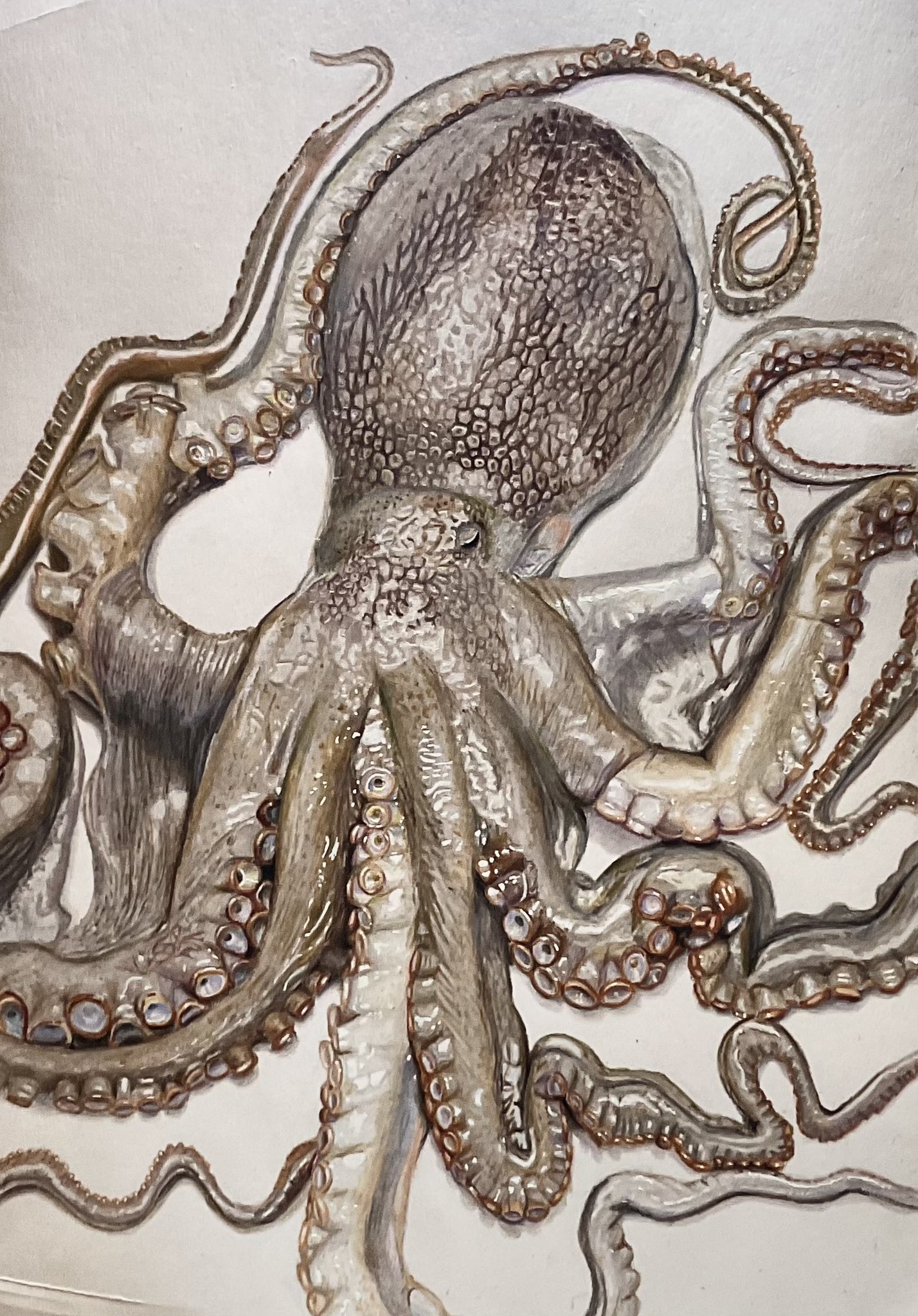 色鉛筆画 タコ(原画) OHP95kg ウツシロ ハルヒラ on X: 