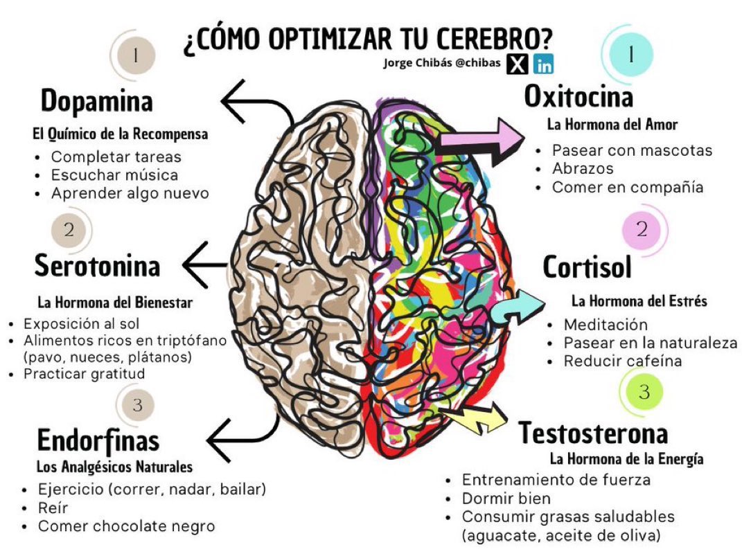🎯BREVES CONSEJOS PARA OPTIMIZAR TU CEREBRO Y TU VIDA DIARIA: