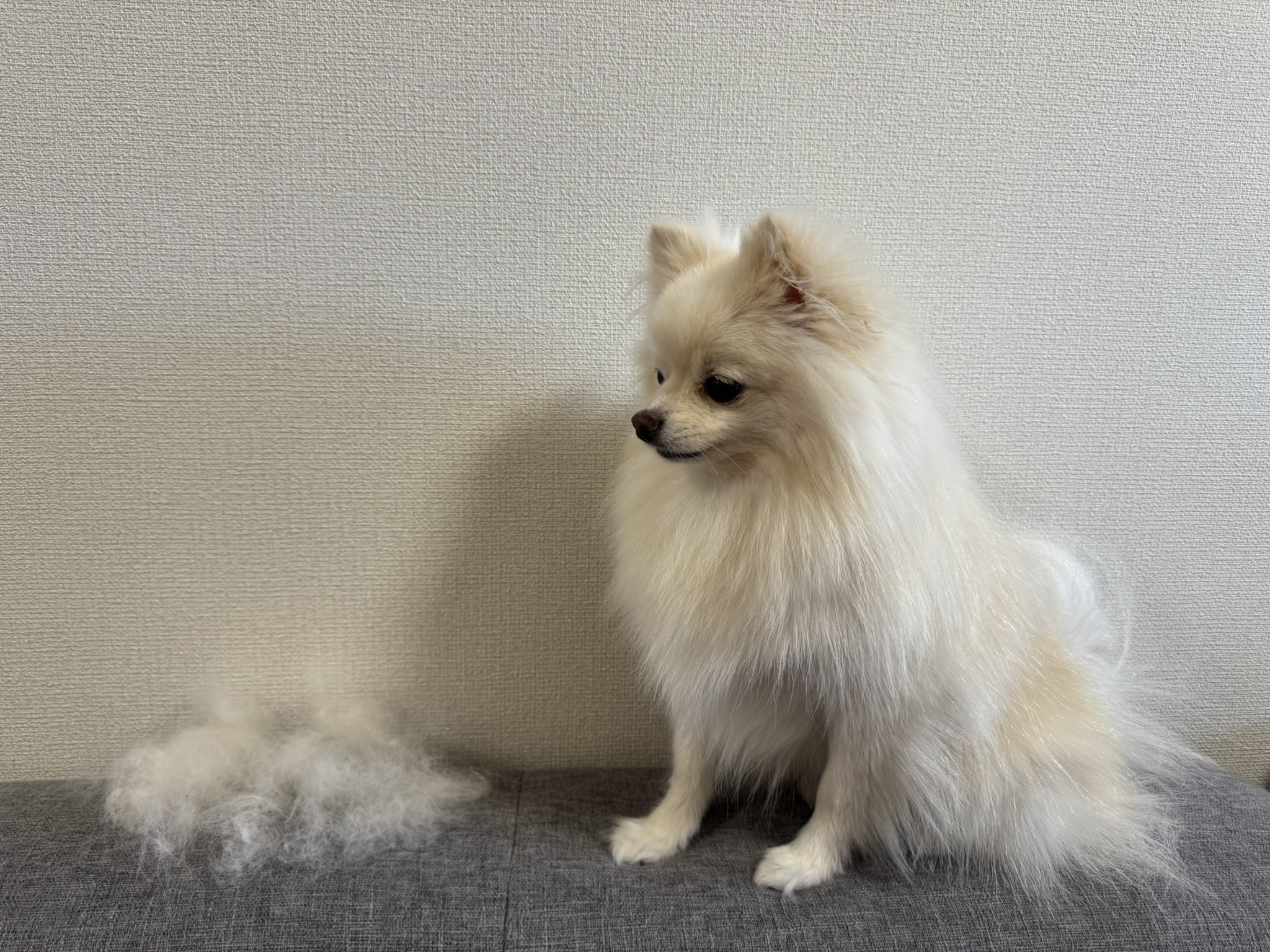 暁のポメラニアン② ステラ⋆ポメラニアン on X: 
