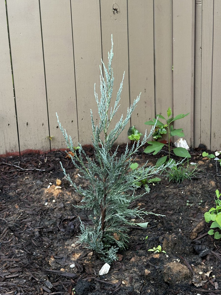 t_matt_a's tweet image. Can’t wait for this baby to be taller than me!