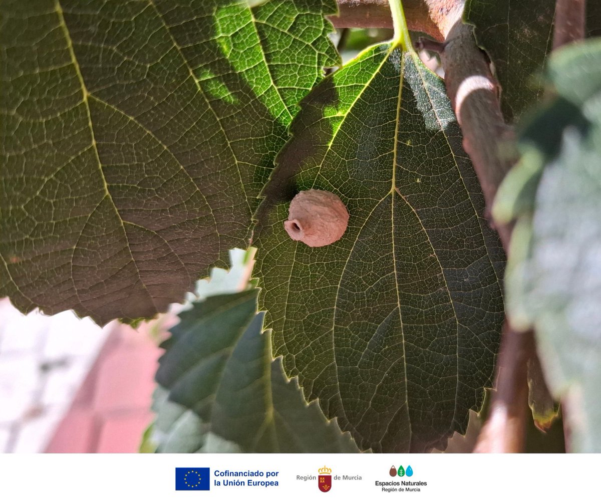 Una #AvispaAlfarera ha construido esta pequeña vasija de barro sobre una hoja de almez 🏺 🐝

Estas avispas solitarias y pacíficas no hacen colmenas. En su nido dejan alimento y un huevo, y la larva se alimentará al nacer. ¡Grandes aliadas para controlar insectos!

#ElVallePR