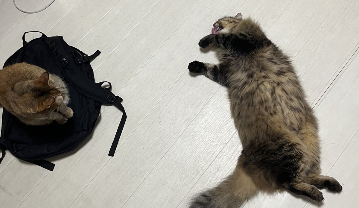夏になると床が冷たいから猫がそこら中に落ちてる