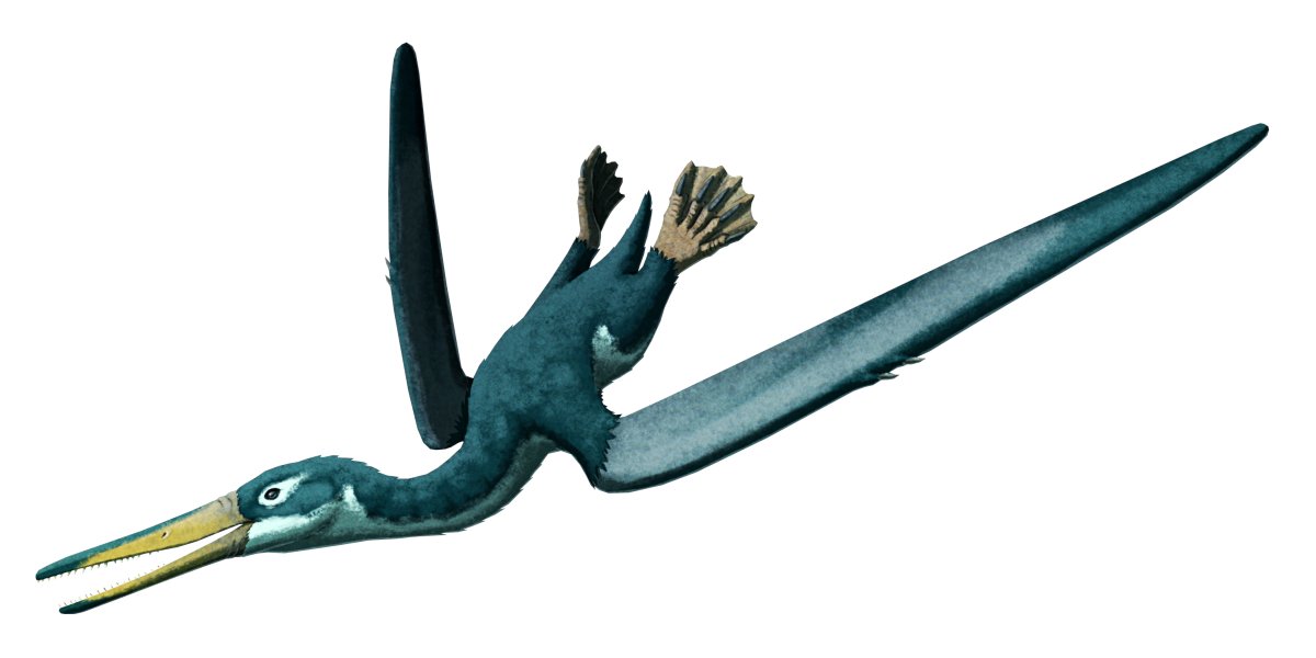 cmkosemen's tweet image. If you want incredibly-well-done reconstructions of obscure prehistoric animals, you go to @nixillustration - please follow his work on nixillustration.com and on this platform!