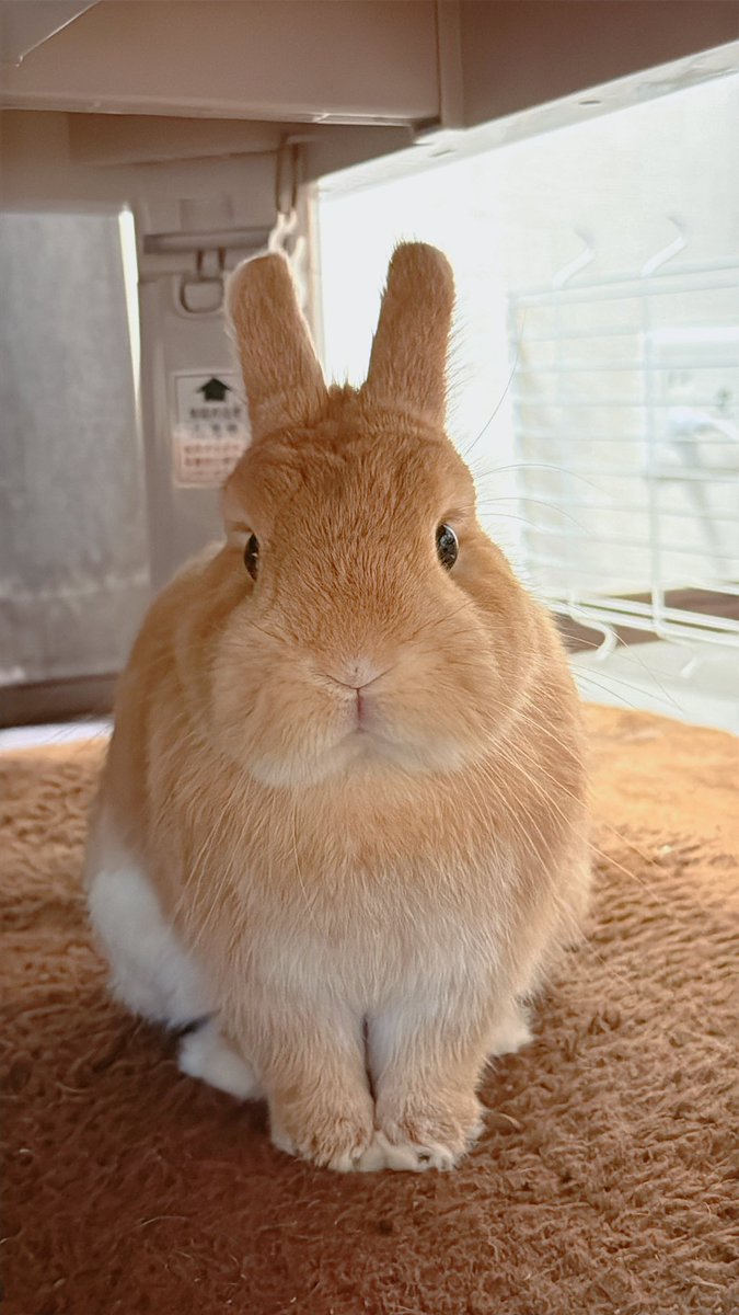 hono_HoNo04's tweet image. じーーーーーーっ……👀