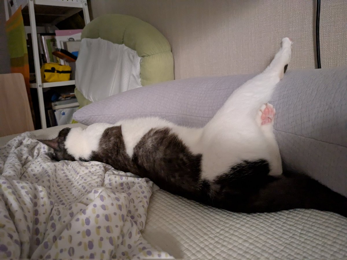 아저씨 같은 하품 소리 내길래 쳐다보니 이러고 자고 있어ㅋㅋㅋㅋ