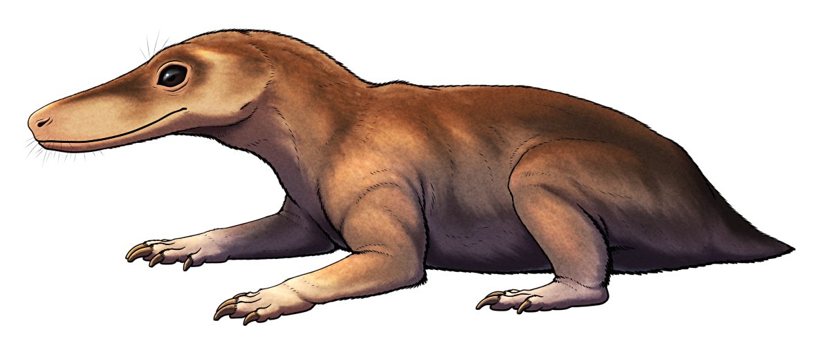 cmkosemen's tweet image. If you want incredibly-well-done reconstructions of obscure prehistoric animals, you go to @nixillustration - please follow his work on nixillustration.com and on this platform!