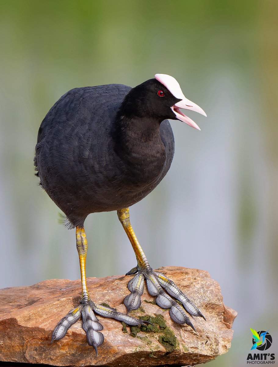 asharma555's tweet photo. Eurasian Coot | Jaipur

#birds #indianbirds #birdphotography #BirdsSeenIn2025 #IndiAves #BBCWildlifePOTD @NikonIndia @IndiAves https://t.co/riShWZEego