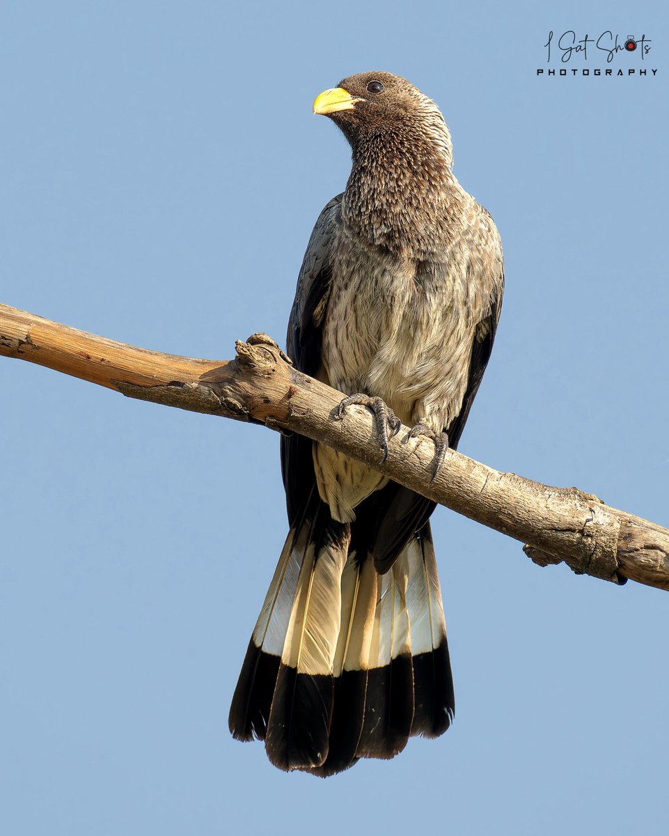 Eastern Plantain-eater