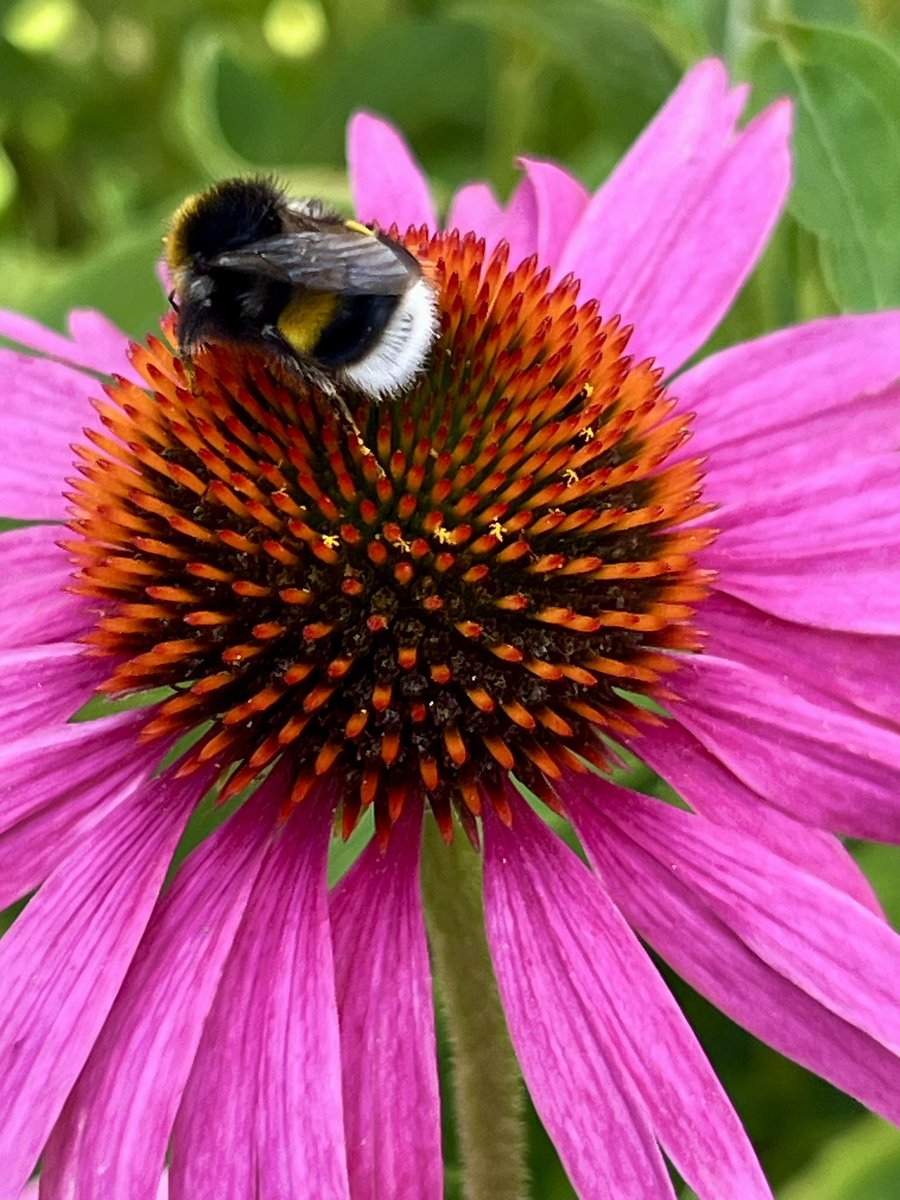 Karin Scholte -de Jonge tweet media