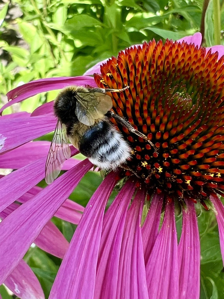 Werk in uitvoering! 🩷
#Hortus #Alkmaar 🐝 <a href="/HortusAlkmaar/">Hortus Alkmaar</a>