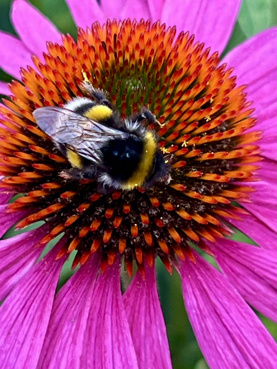 Karin Scholte -de Jonge tweet media