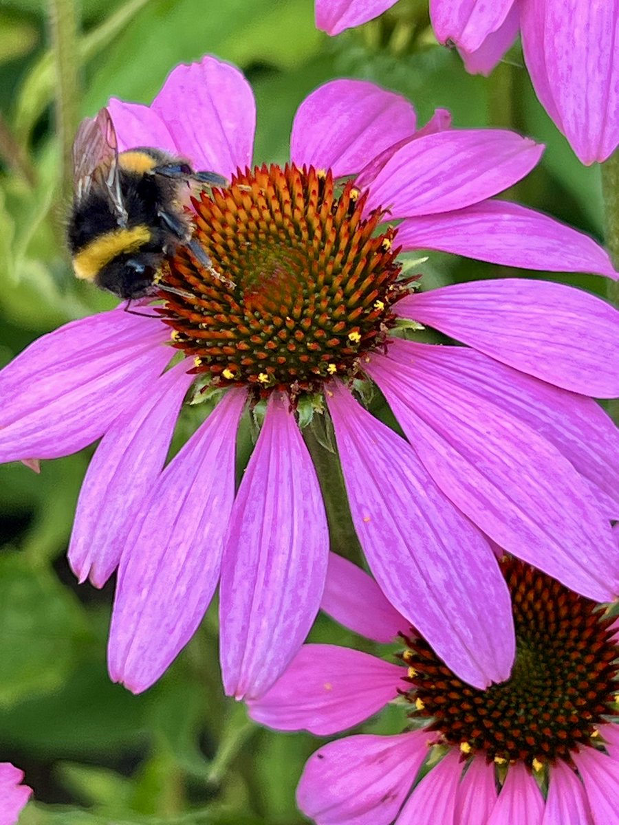 Karin Scholte -de Jonge tweet media