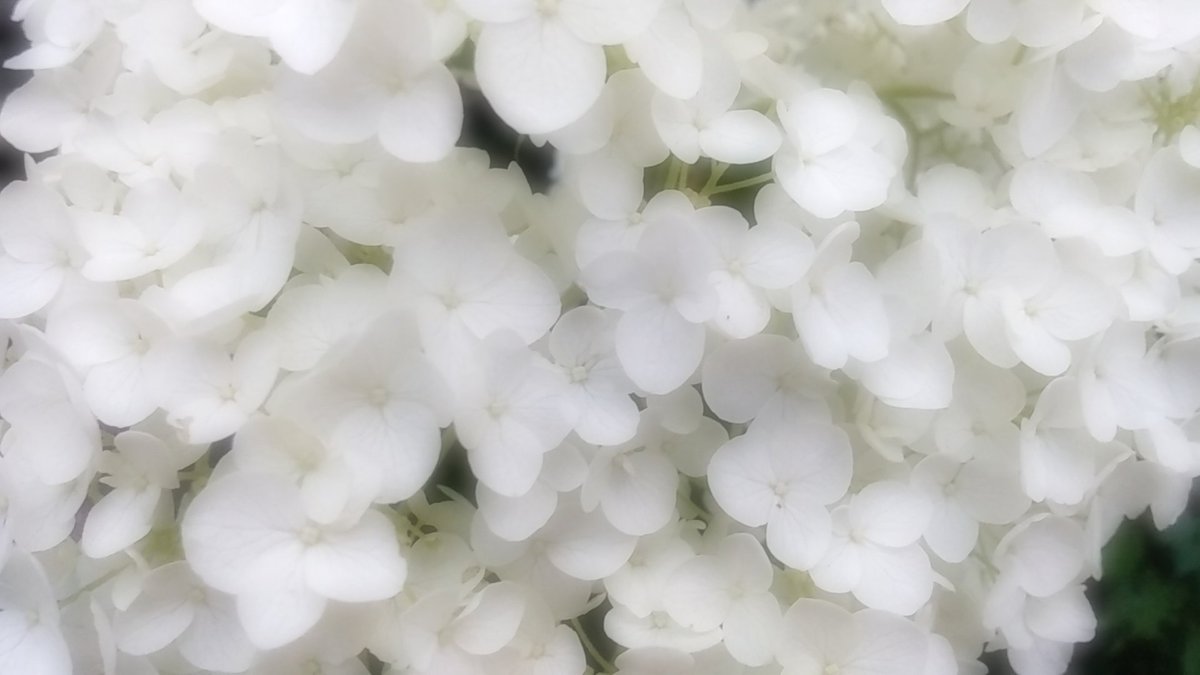 あなたに振り向いてほしくて
✩*.¸¸.•*¨*♡*¨*•.¸¸.*✩

ひたむきな愛🤍