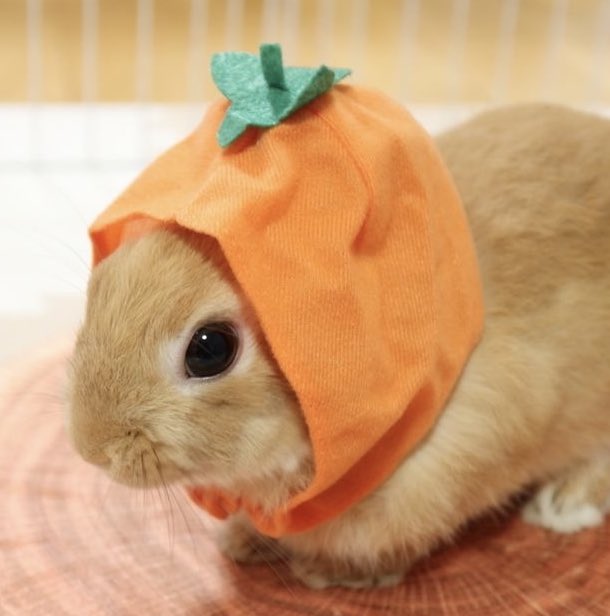 sionisrabbit's tweet image. 🍊