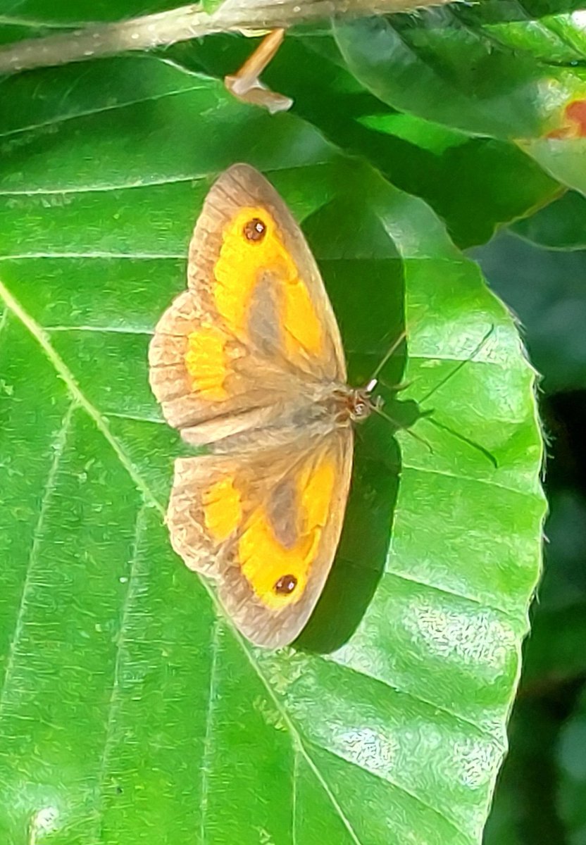 Peter Tickler tweet media