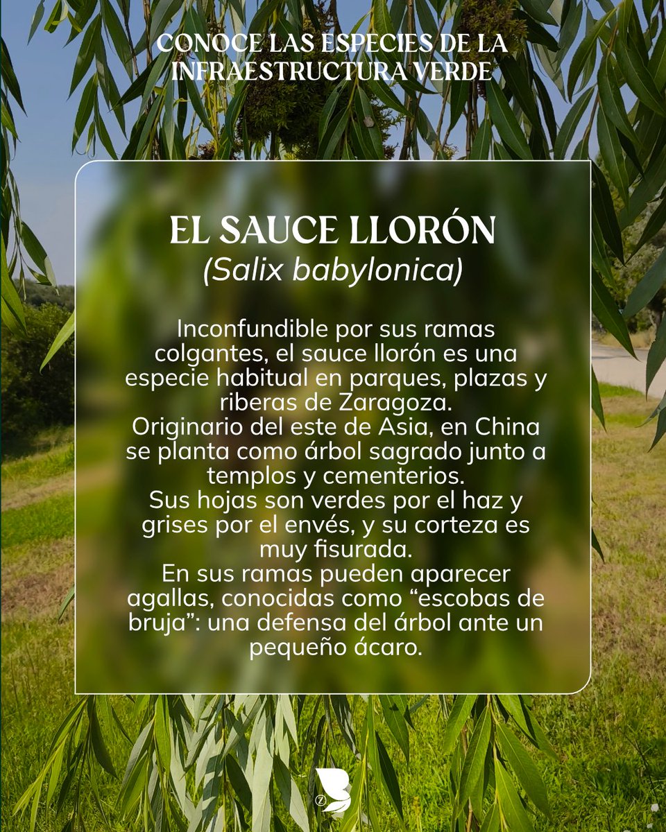 🌿 Con su silueta inconfundible y sus ramas que cuelgan casi hasta el suelo, el 𝘀𝗮𝘂𝗰𝗲 𝗹𝗹𝗼𝗿𝗼́𝗻 (𝗦𝗮𝗹𝗶𝘅 𝗯𝗮𝗯𝘆𝗹𝗼𝗻𝗶𝗰𝗮) es uno de los árboles más reconocibles en parques, plazas y riberas de Zaragoza.