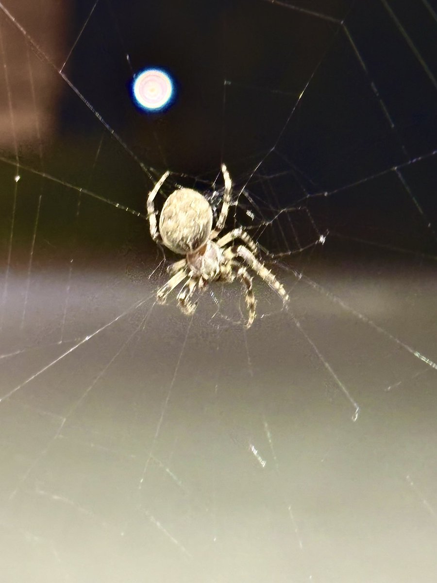 Good morning.
Don’t like spiders.
Saw this guy at Speedway this morning .
Have a great day!