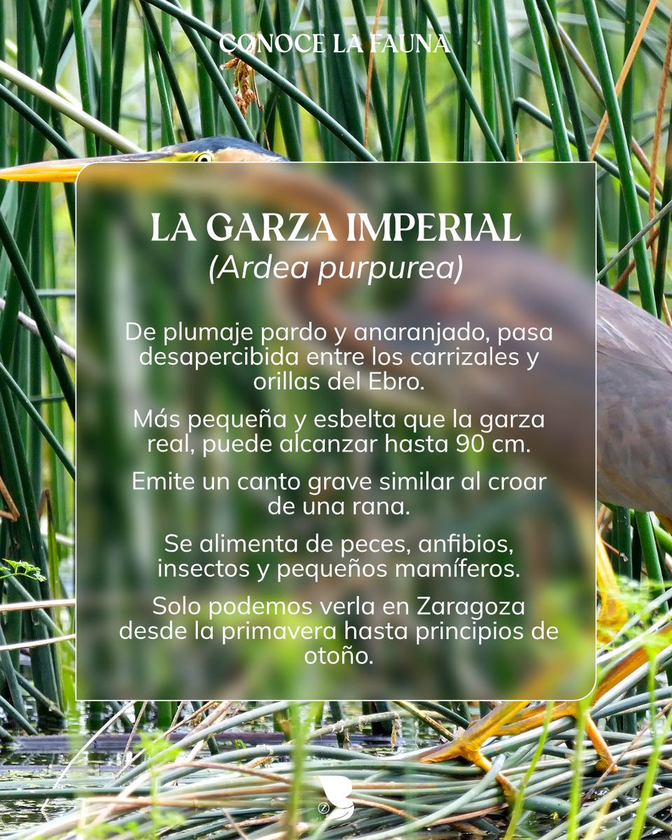 🪶 Discreta, elegante y difícil de detectar: así es la 𝗴𝗮𝗿𝘇𝗮 𝗶𝗺𝗽𝗲𝗿𝗶𝗮𝗹 (𝗔𝗿𝗱𝗲𝗮 𝗽𝘂𝗿𝗽𝘂𝗿𝗲𝗮), una visitante estival que habita en las riberas, zonas húmedas y antiguos meandros del Ebro.