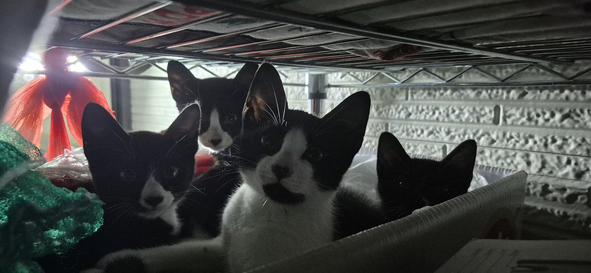 cutewarmkitty's tweet image. 왜 넓은곳두고 맨날 좁은곳에 낑겨잇니
팔공산 고양이 3아깽이의 평생 가족을 찾습니다. 1차접종/구충완료/5.1생/문의DM