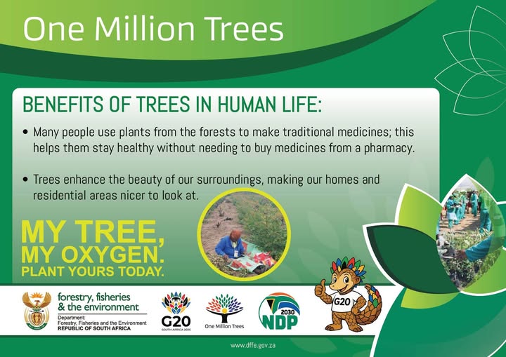 GCIS_IRC's tweet image. Trees carry   many benefits not only for humans but for our rich biodiversity. A single   mature tree can be home to hundreds of species of insects, birds, and   animals.
#OneMillionTrees #TreesForTheFuture #MyTreeMyOxygen