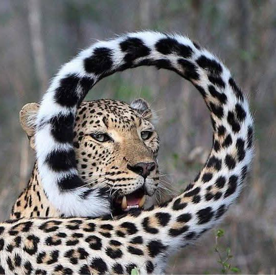 Nata1808482's tweet photo. Леопард #leopard #КрасивыйКот #PrettyAnimals #BigCats #Леопард https://t.co/pDWtj7lSj6 #BeautifulFoto #ANimal #CatLovers #NiceLeopard https://t.co/NC0mNR1vYc