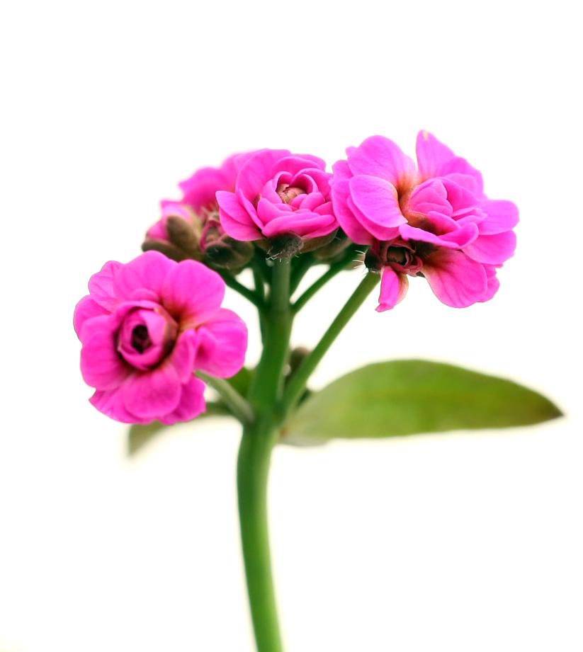 NickDesnoyer's tweet image. First micro-rose to bloom at @TheSainsburyLab !
Progress slowed a bit with moving, but I’m back at it. First up: make the genetic color palette 🎨🧬