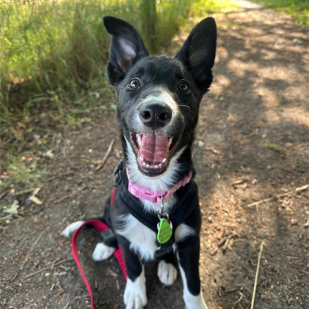 Jerry Green Dog Rescue tweet media