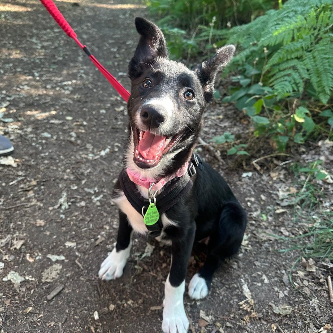 Jerry Green Dog Rescue tweet media